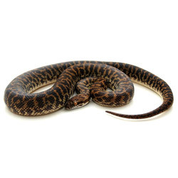 Baby Spotted Python's for sale from ReptMart.com. Baby Spotted Python ...