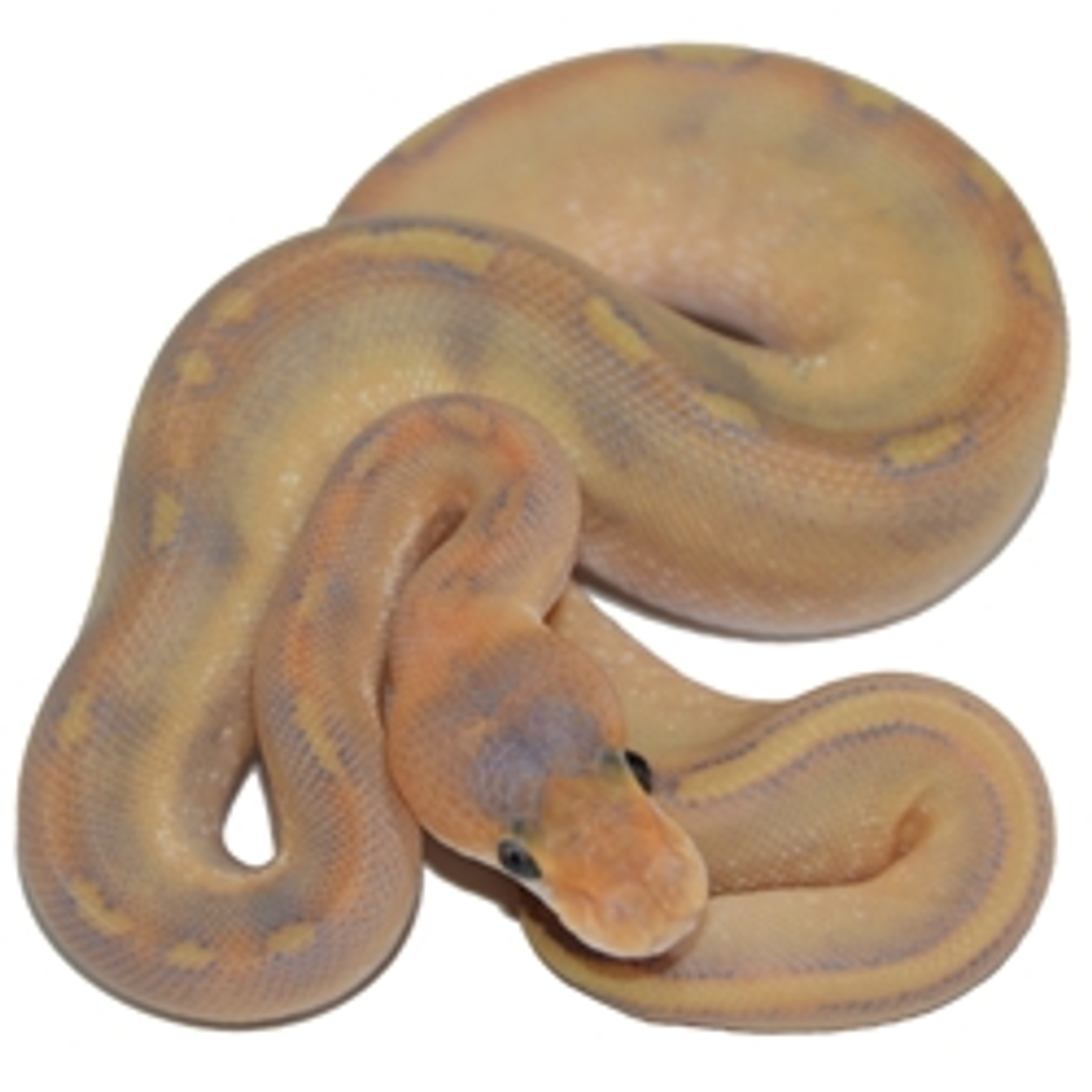 Mimosa Ball Python for sale from