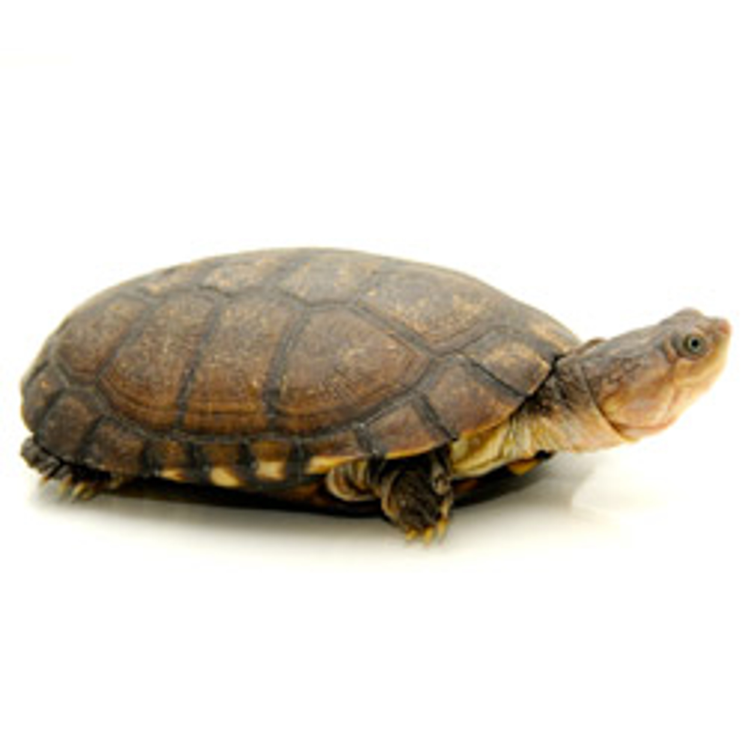 African Side-Neck Turtle from ReptMart.com