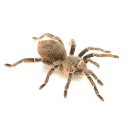 Pink Zebra Beauty Tarantula from