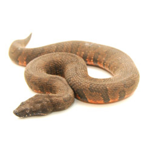 Viper Boa (Candoia aspera)