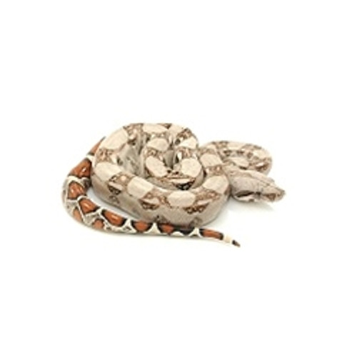 Colombian Red Tail Boa (Boa constrictor imperator) 