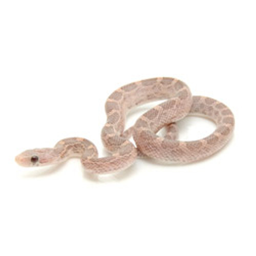Lavendar Bloodred Corn Snake for sale from ReptMart.com