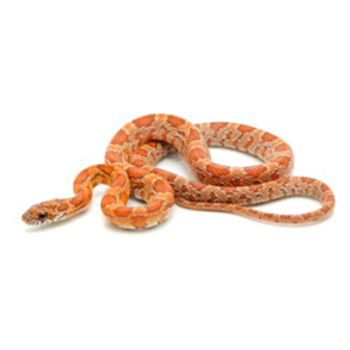 Sunkissed Corn Snake (Pantherophis guttata)
