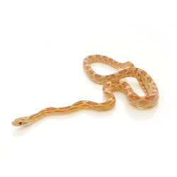 order live snakes online