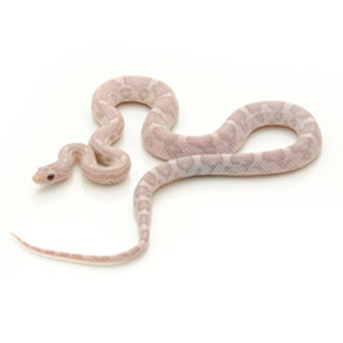 anerythristic motley corn snake