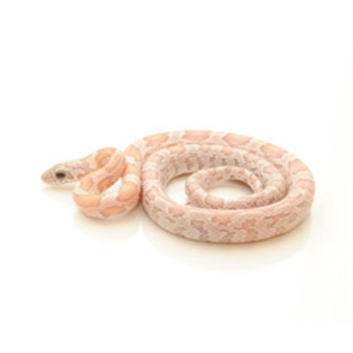 Sun Kissed Silver Queen Corn Snake (Pantherophis guttata)