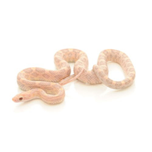 Hypomelanistic Lavender Corn Snake (Pantherophis guttata)