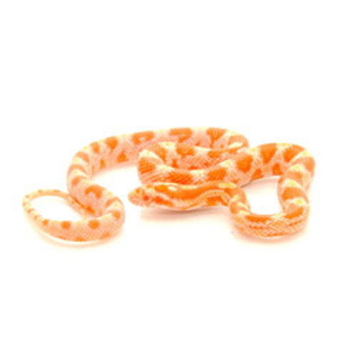 Albino Orange Crush Corn Snake (Pantherophis guttata)