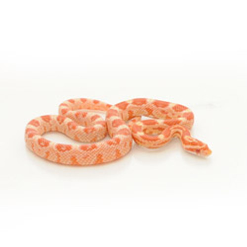 baby candy cane corn snake