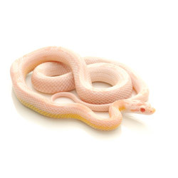 corn snake price range