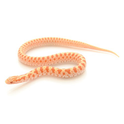 Albino Prairie King Snake (Lampropeltis calligaster)