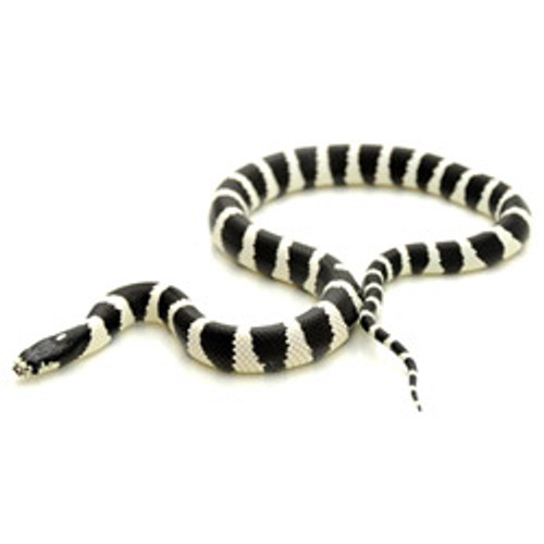 Banded California King Snake (Lampropeltis getula)