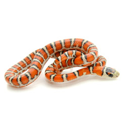 Knoblochi King Snake (Lampropeltis pyromelana knoblochi)