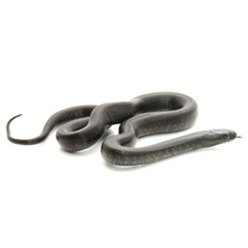 Mexican Black King Snake (Lampropeltis getula))
