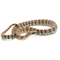 KING SNAKES Thayeri King Snake from ReptMart.com