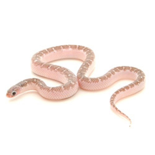 KING SNAKES White-Sided Brook's king Snake from ReptMart.com