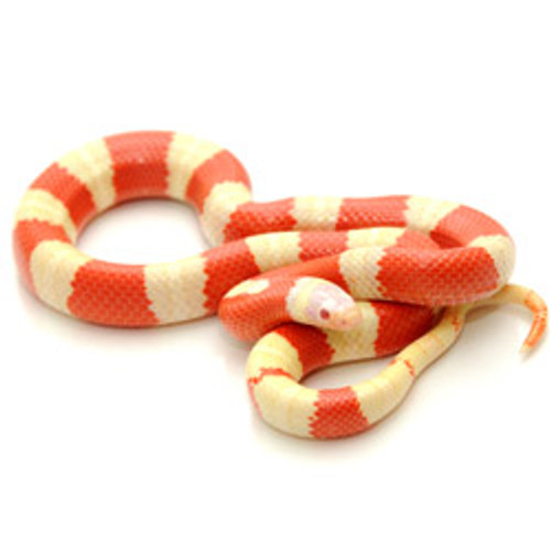Albino Nelson's Milk Snake (Lampropletis triangulum)