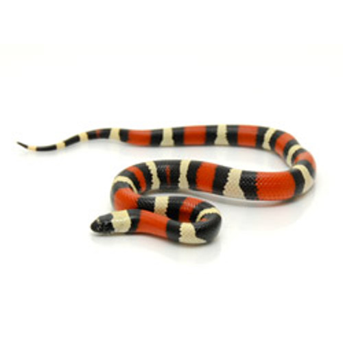 MILK SNAKES Nelsons Milk Snake from ReptMart.com