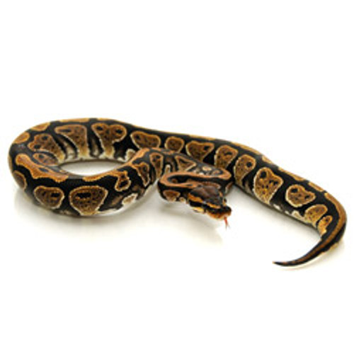 Ball Python (Python regius)