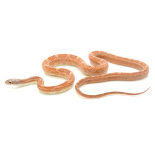 Rusty Rat Snake (Pantherophis obsoletus)
