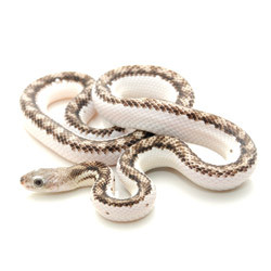 RAT SNAKES Licorice Rat Snake from ReptMart.com