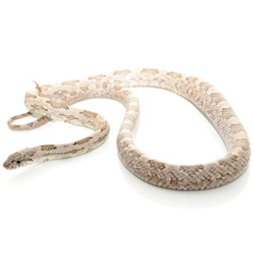 White Oak Gray Rat Snake (Elaphe obsoleta spiloides)