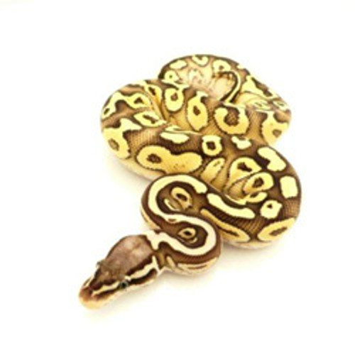 Pastel Butter Yellowbelly Ball Python