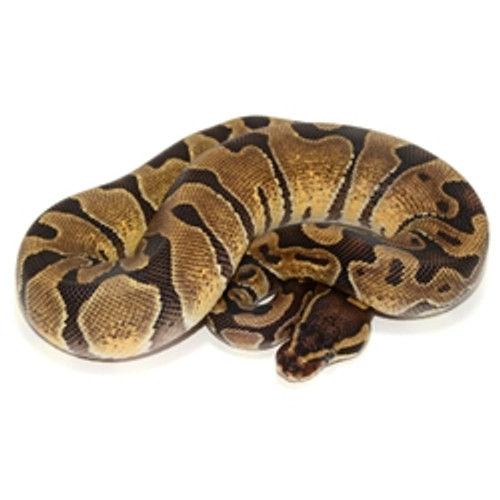 full grown ball python