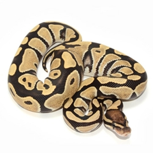 Desert Ghost Ball Python for sale (Python regius)
