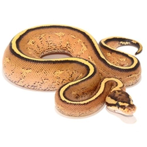 Superstripe Ball Python (Python regius)