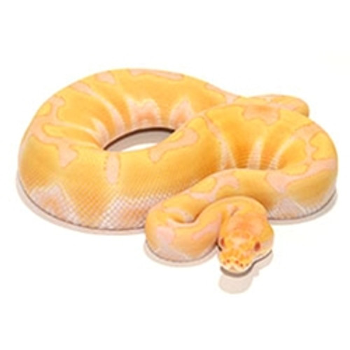 Albino Enchi Ball Python (Python regius)