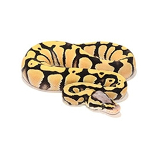 Pastel Desert Ghost Ball Python (Python regius) male only