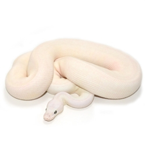 ball python ivory