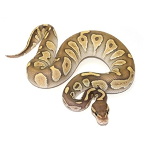 Chocolate Butter Ghost Ball Python