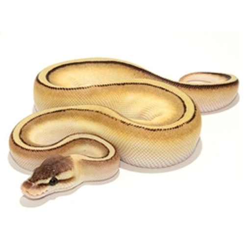 Pastel Butter Stripe Ball Python (Python regius)