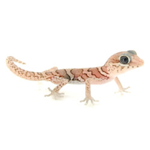 Anerythristic Panther Gecko (Pareodura pictus) Baby