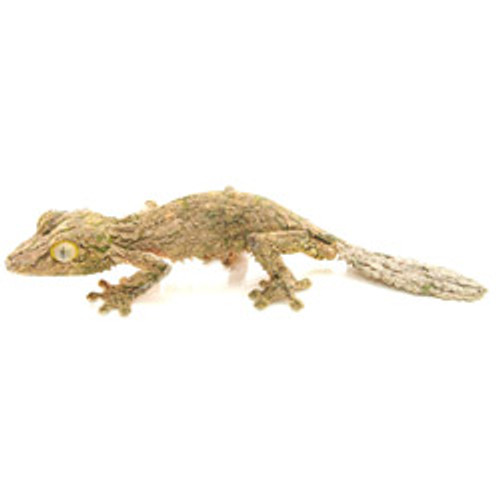Mossy Leaftail Gecko (Uroplatus sikkorae)