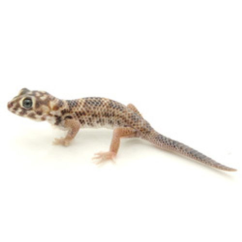 Frog Eye Gecko