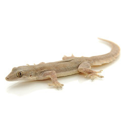 Geckos House Gecko From Reptmart Com