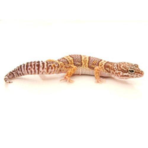 Tremper Albino Leopard Gecko (Eublepharis macularius) Adult