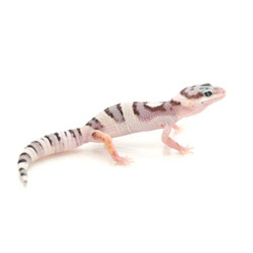 Snow Leopard Gecko (Eublepharis macularius) Juvenile