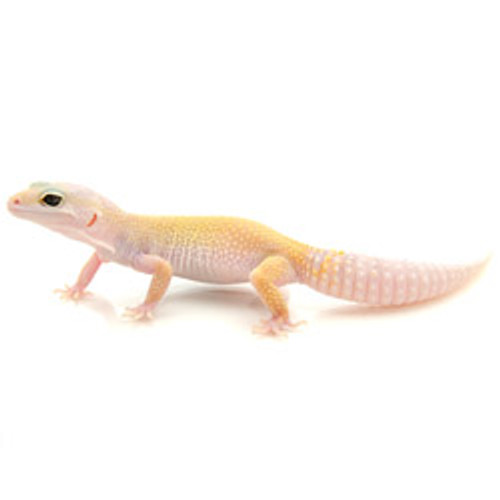 Leucistic Leopard Gecko (Eublepharis macularius) BABY