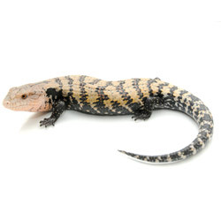 skink tongue pink gigas juvenile reptmart quick