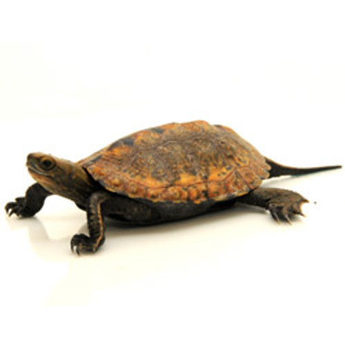 Japanese Pond Turtle (Mauremys japonica)