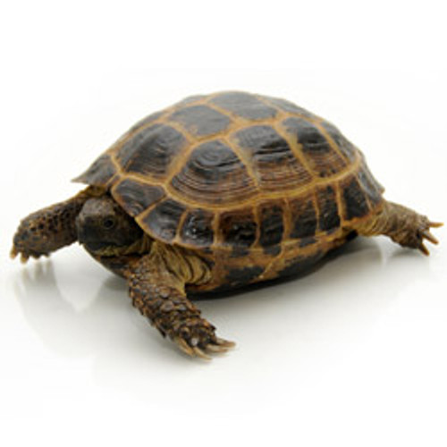 Russian Tortoise (Adult) (Testudo horsfieldi)