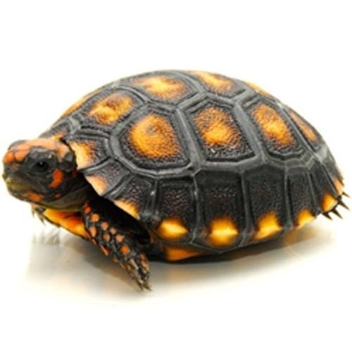 Cherry Head Redfoot Tortoises For Sale From Reptmart Com Buy From