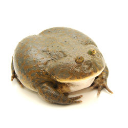 adult pacman frog for sale