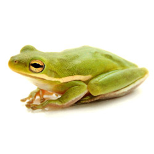 Green Tree Frog (Hyla cinerea)