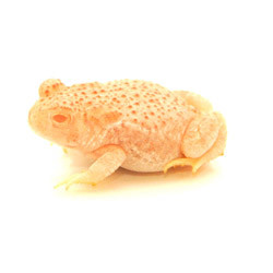 albino fire belly toad for sale